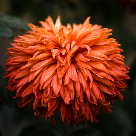 Wisley-20141226-005