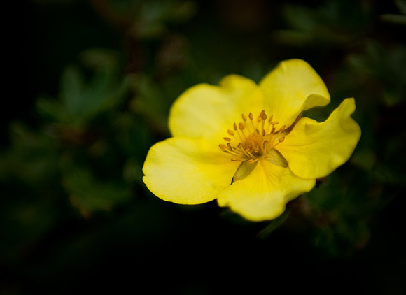 Yellow flower