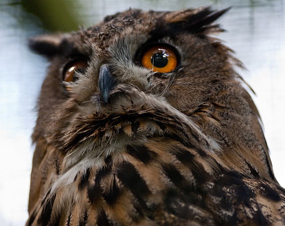 Eagle owl