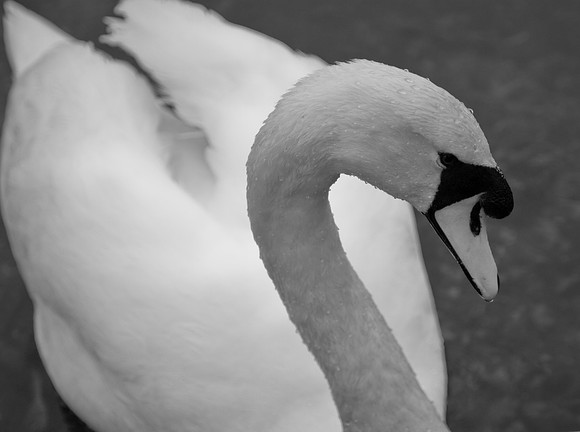 Grace in black and white